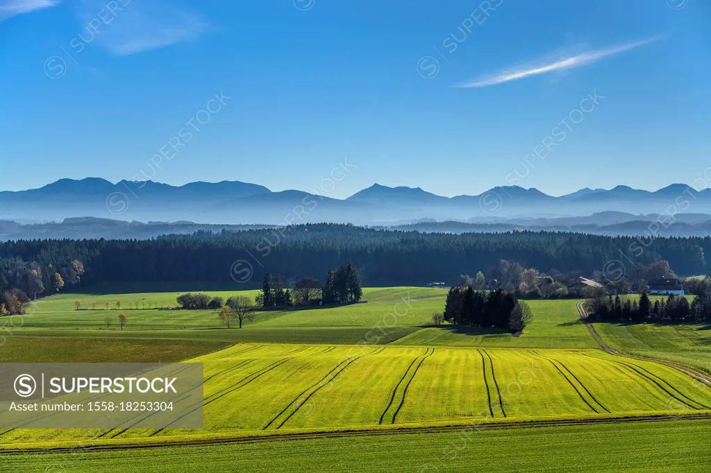 Germany, Bavaria, Upper Bavaria, Rosenheim district, Feldkirchen-Westerham, Aschhofen district, cultural landscape against Mangfall Mountains