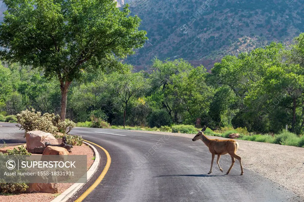 Deer on the road in Zion National Park, Utah, USA