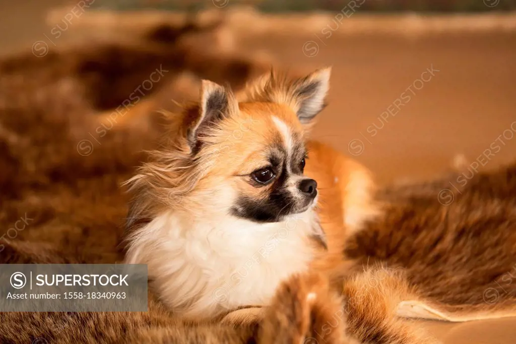 Long haired chihuahua sable colored with white marks resting on a bearskin SuperStock