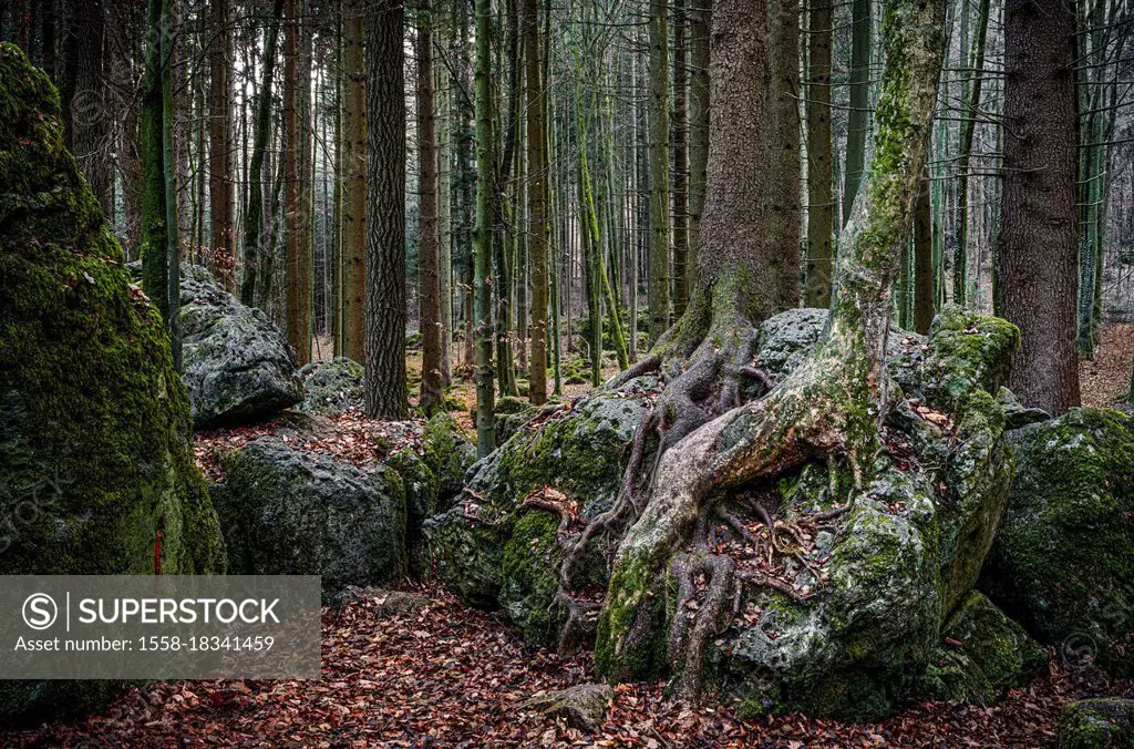 Druid grove in Franconian Switzerland, Bavaria