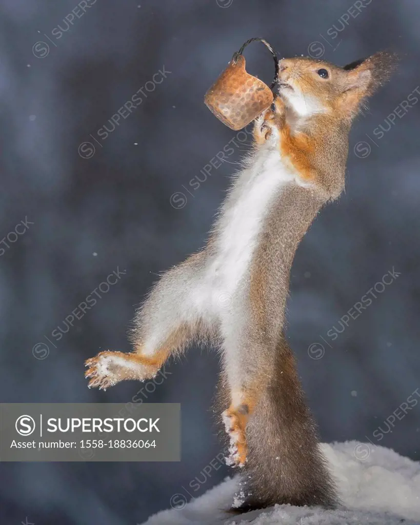 red squirrel jumping in the air from snow with a bucket