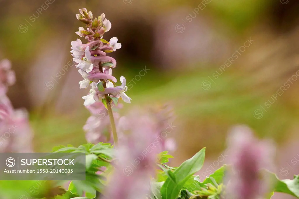 Flowers in spring, hollow larkspur, corydalis cava, pink flowers, closeup