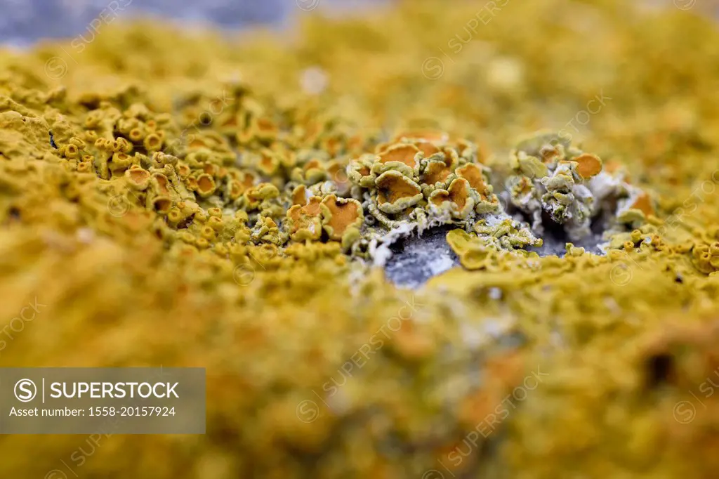 Yellow lichen, common yellow lichen, lichen, stone, Xanthoria parietina