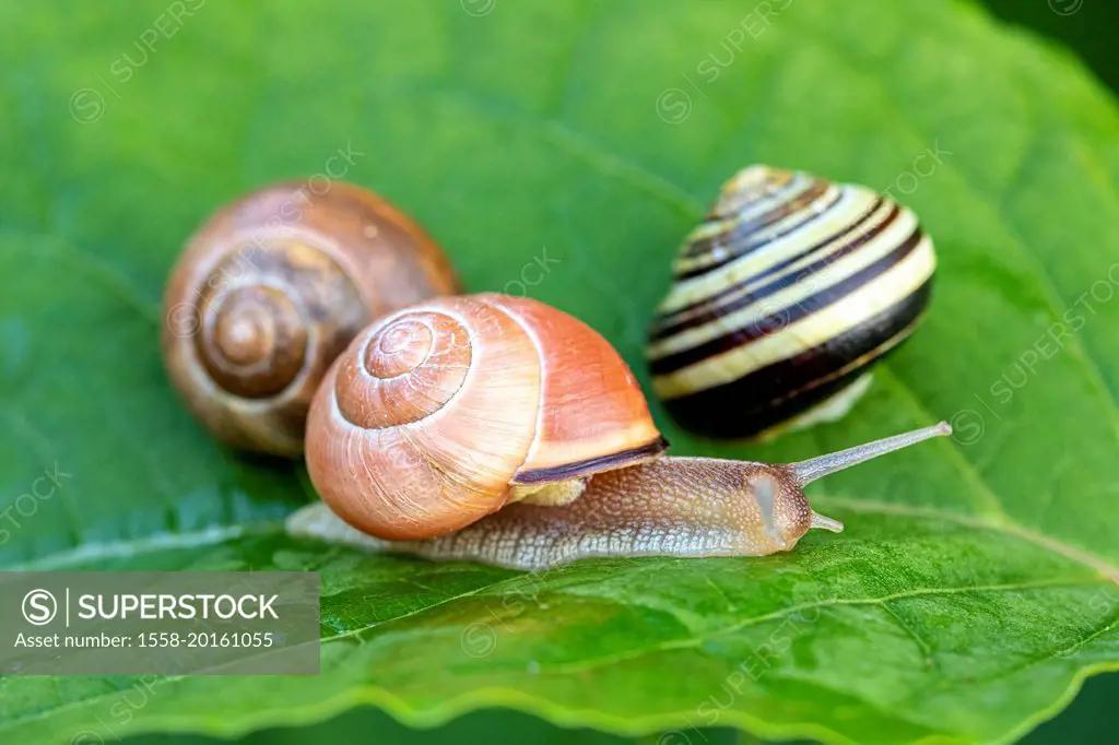 Garden Snails (Helix aspersa) / white Lipped Snail, (Cepaea hortensis)