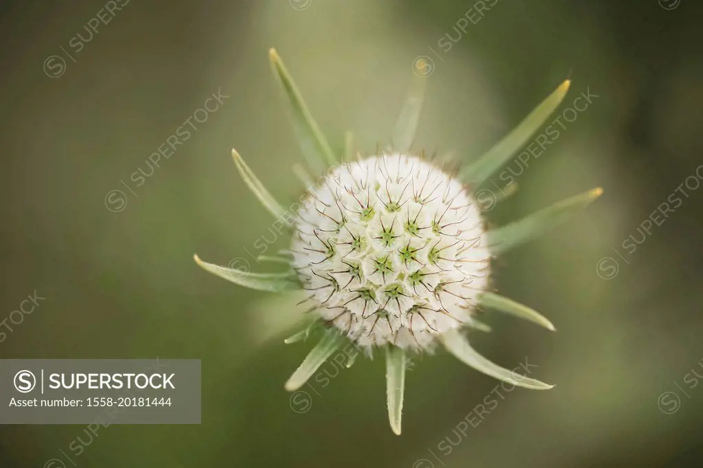 Scabiosa ochroleuca. Macro shot