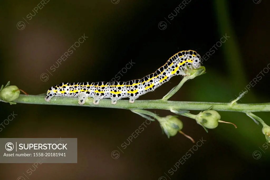 Caterpillar of the toadflax moth (Calophasia lunula) feeding on purple flaxweed (Linaria purpurea)