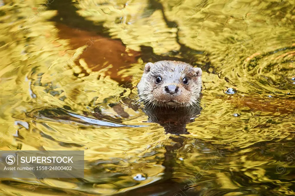Eurasian otter, Lutra lutra, water, Bavaria, Germany, Europe