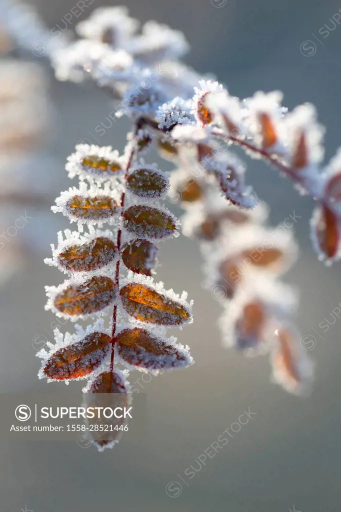 Chinese Gold Rose (Rosa hugonis) foliage covered with hoarfrost