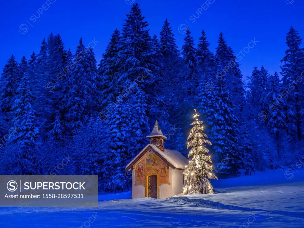 Illuminated Christmas tree in front of a chapel in winter, Bavaria, Upper Bavaria, Germany, Europe