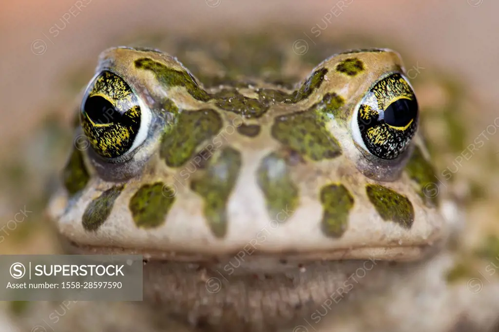 Bufo viridis, green toad, head, portrait