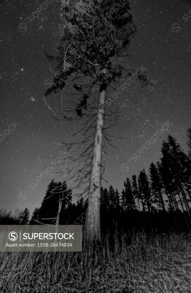 Night in the forest, stars