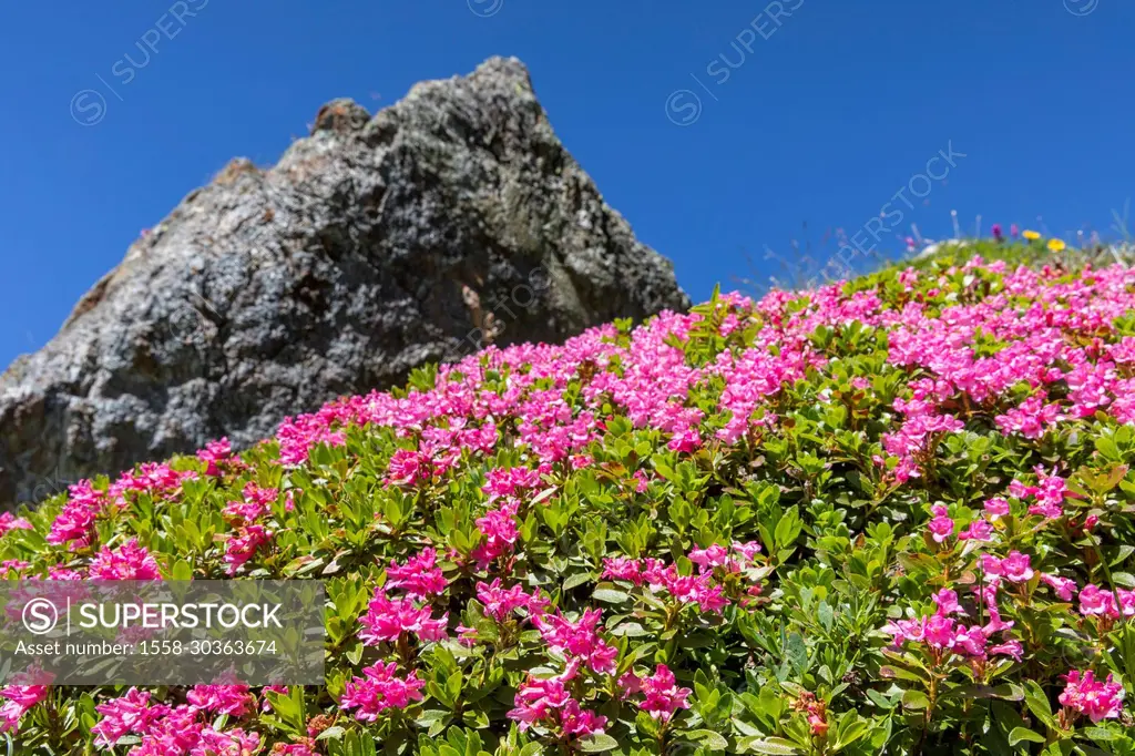 Rusty-leaved alpine rose, alpine bush, rhododendron ferrugineum, perennial in foreground, view up, blue sky