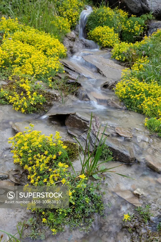 Yellow mountain saxifrage, Saxifraga aizoides with stream, long exposure
