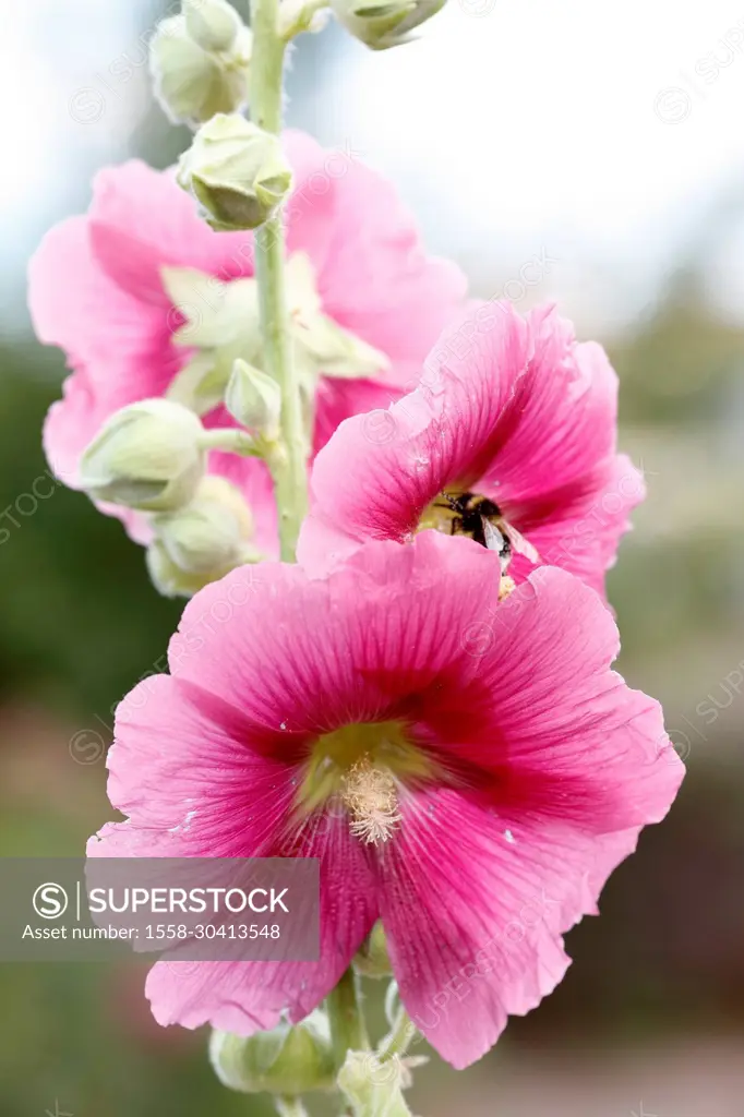 Hollyhock, mallow, Alcea rosea, flower, plant, botany, summer, nature, summer flower, Zella, Thuringia, Germany,