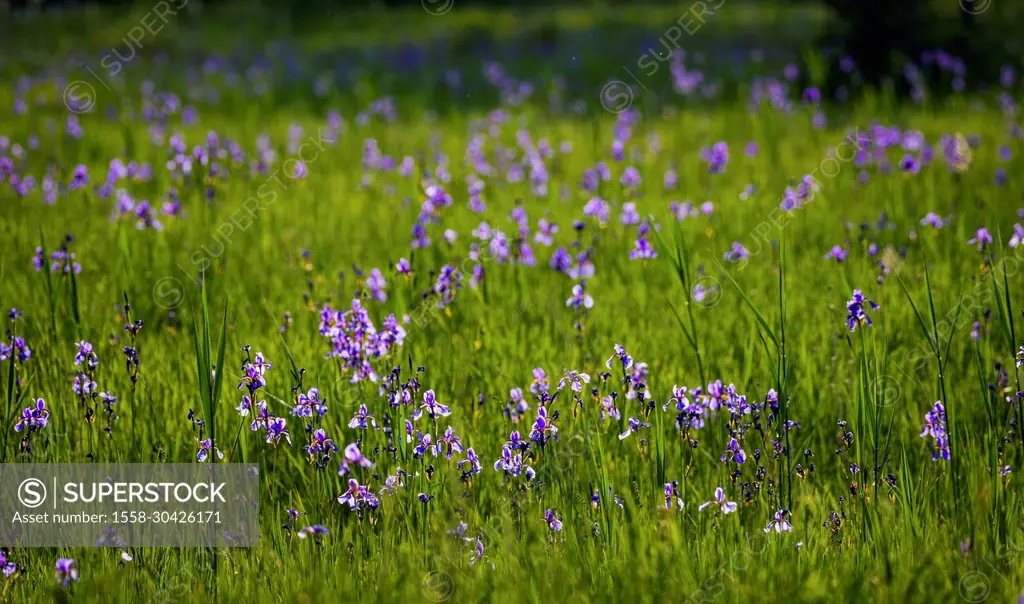 Siberian iris, meadow iris, Iris sibirica, nature reserve Riedholz and Grettstädter Wiesen near Schwebheim, Lower Franconia, Bavaria, Germany, Europe