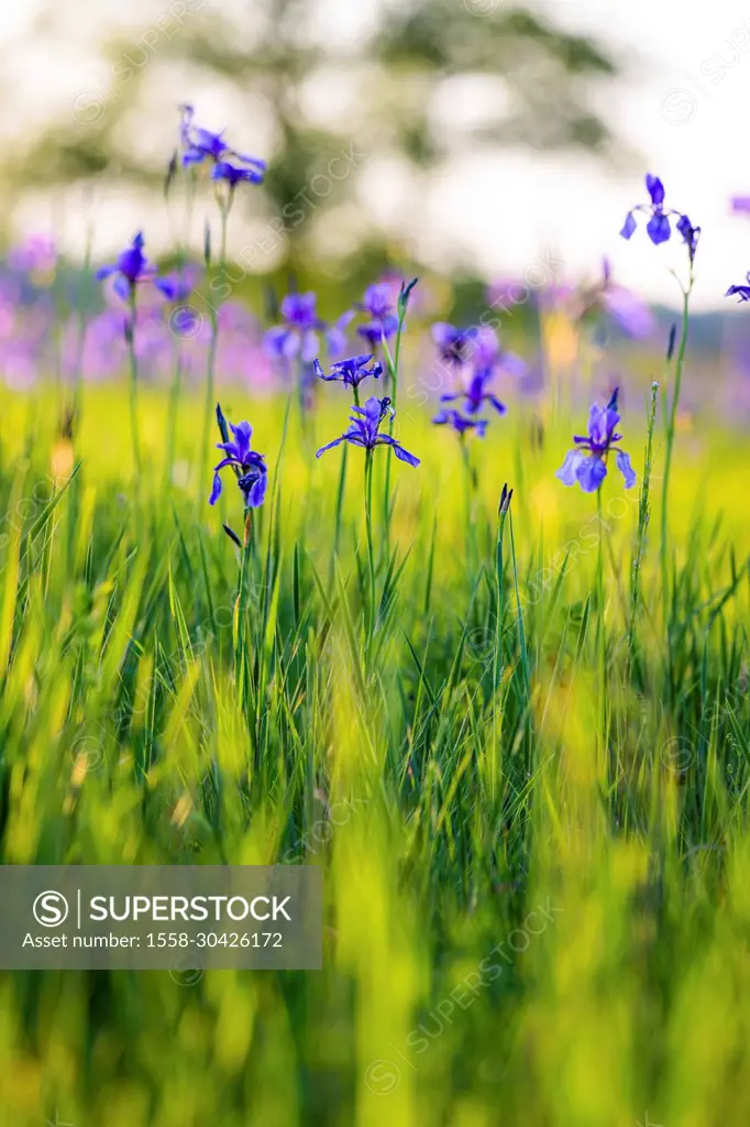 Siberian iris, meadow iris, Iris sibirica, nature reserve Riedholz and Grettstädter Wiesen near Schwebheim, Lower Franconia, Bavaria, Germany, Europe