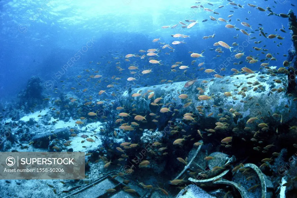 Wreckages, ship, Red Sea, underwater shot, fish swarms, fish, colorfully, wreck, ship wreck, boat, remains, seabed, pollution, environmental burden, g...