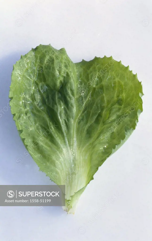 Salad leaf, Broad-leaved endive, Still life