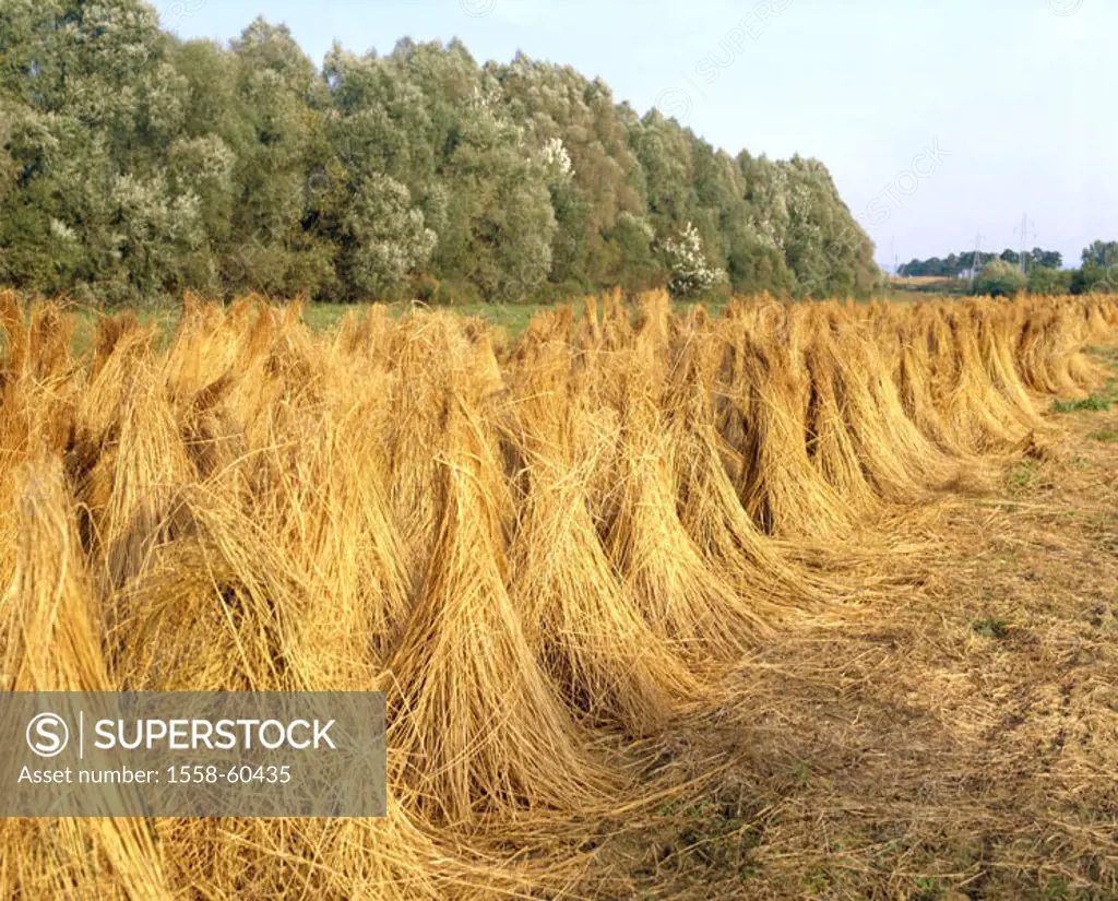 Field, little, Linum usitatissimum,  Harvest, sheaves, Fixed plant of the year 2005 Plants, useful plants, culture plants, fixed plants, little plants...