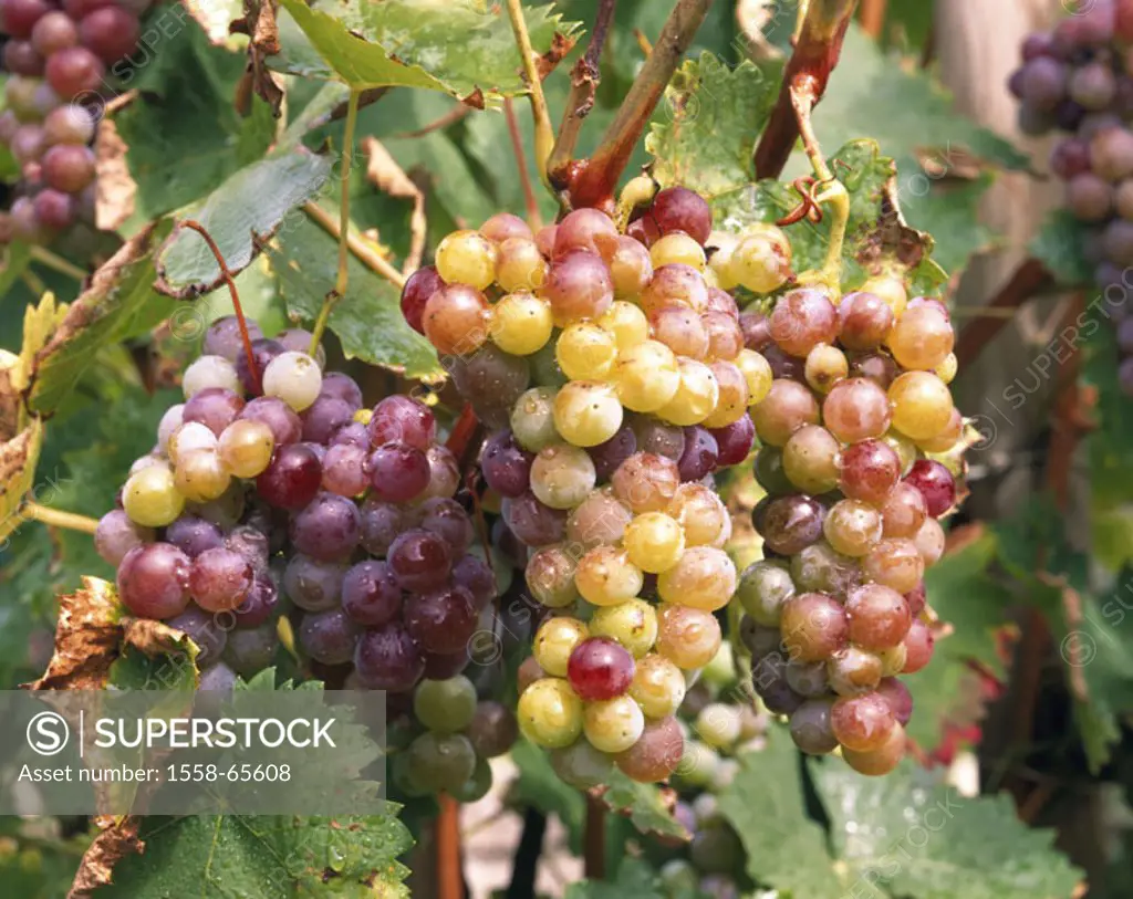 Grapevine, detail, grapes, wet,  White Elbling  Head Mosalee, wine-growing area, wine-growing area, wine-growing, cultivation, wine, vine, vine, grape...