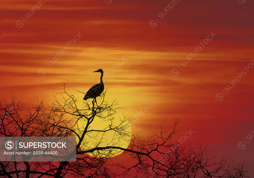 Treetop, detail, herons,  Silhouette, sunset, M Deciduous tree, tree, branches, branches, bald, treetops, animal, bird, nature, fauna, sunset, mood,...