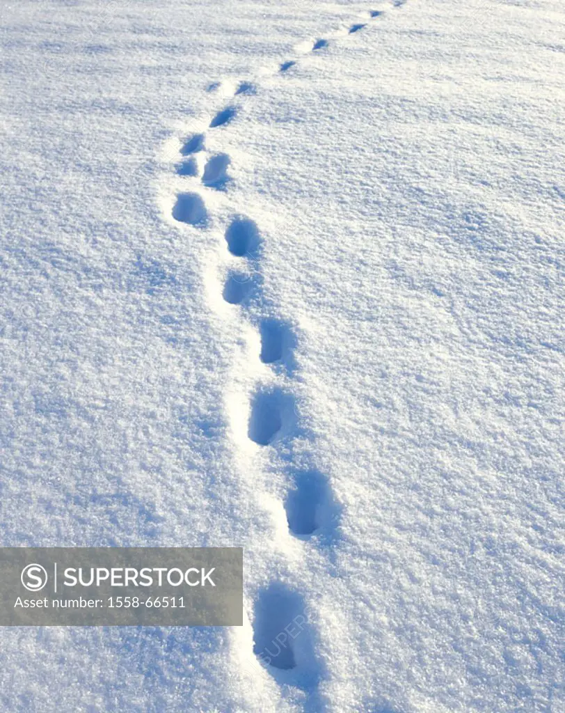 Snow, footprints,   Winters, snow surface, tracks, track, footprint, footprint, animal tracks, track, way, goal, cold, seasons, mysteriously, directio...