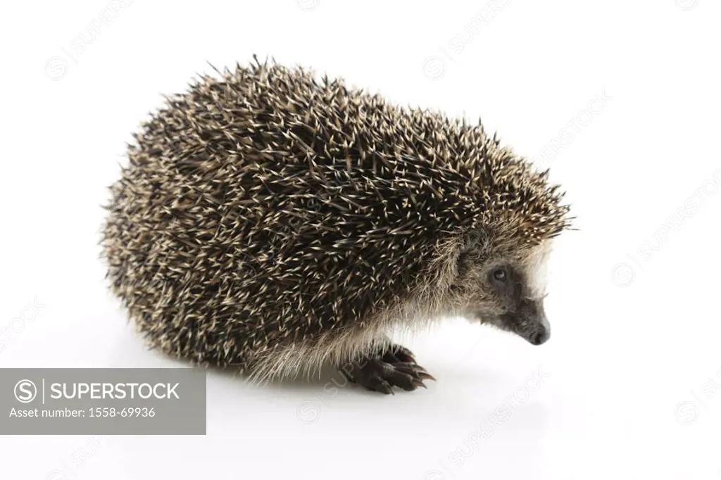 European hedgehog, Erinaceus europaeus,   Animal, mammal, thorn hedgehogs, thorn animal, insectivores, night-actively, concept spiky protection, Schut...