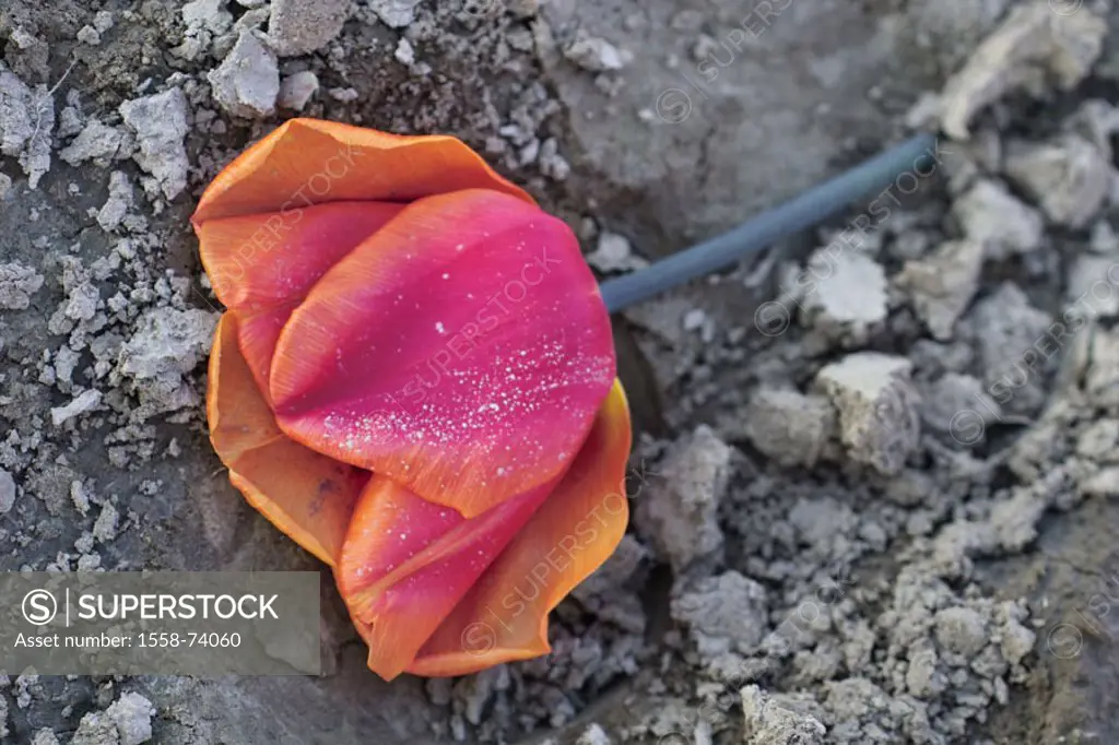 Clay ground, tulip, withers    Plant, flower, tulip bloom, wilts, earth, ground, lie, lost, carelessness, transience, quietly life  , NB