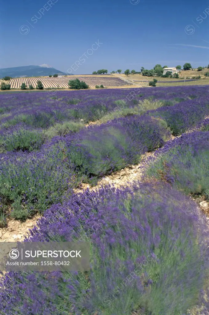 France, Provence, Valensole,  Field landscape, lavender fields,   Europe, South France, landscape, hills, fields, cultivation, lavenders, agriculture,...