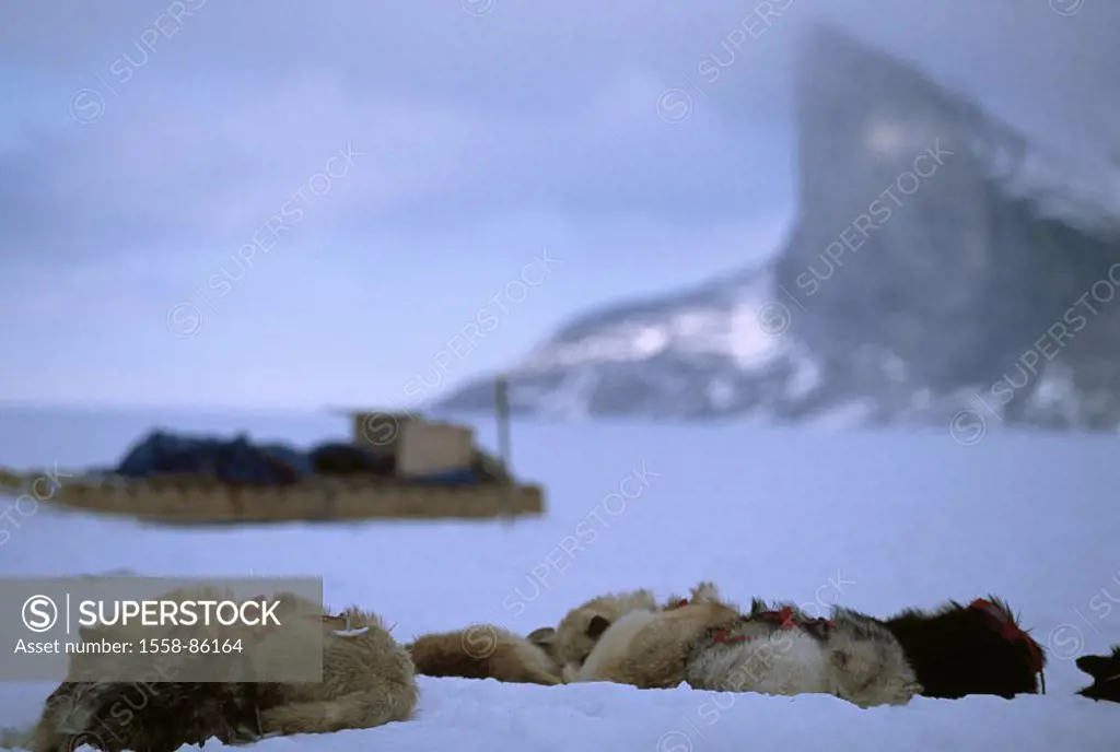 Canada, Baffin Iceland, The Fin, snow,  Sleigh dogs, sleeping, sleighs,  Fuzziness,  Arctic, Baffinland, drily, winters, ice, farm animals, pets, nort...