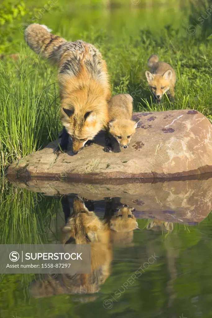 Rotfüchse, Vulpes vulpes, dam,  Young, water place, drink,   Series, nature, fauna, animals, mammals, wild animals, carnivores, foxes, females, puppie...