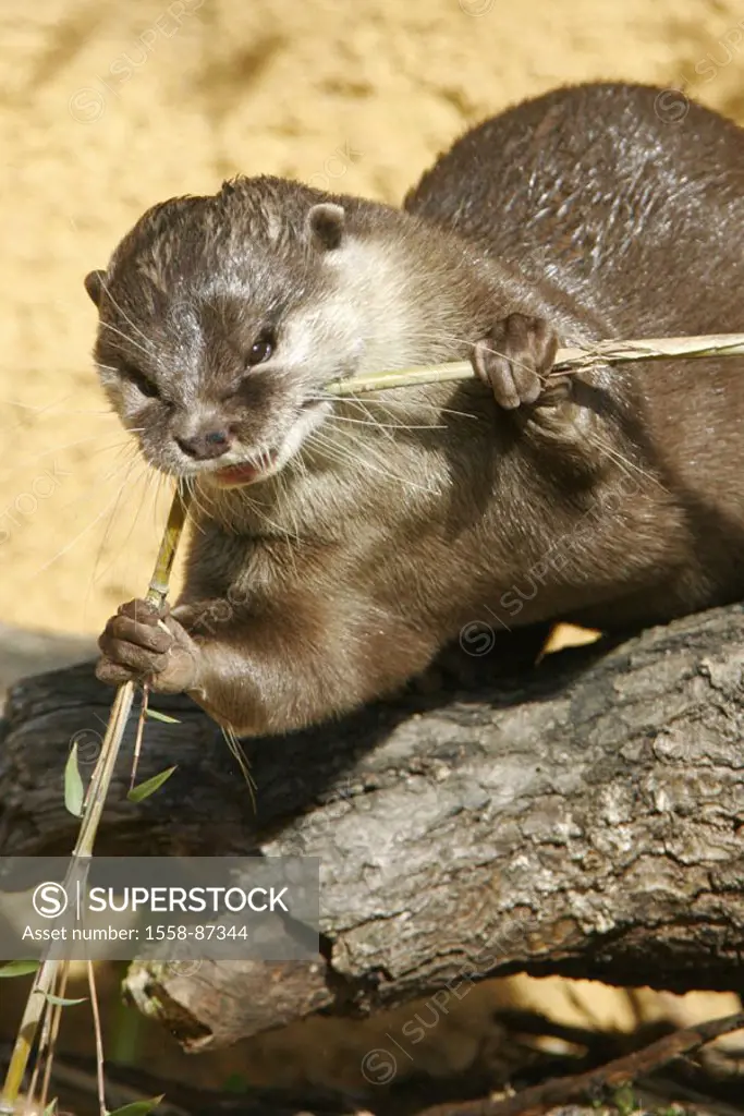 Zoo, dwarf otters, Aonyx cinerea, mouth, branch,  bites,   Nature, animal, wild animal, mammal, carnivore, otters, finger otters, teeth, denture, log,...