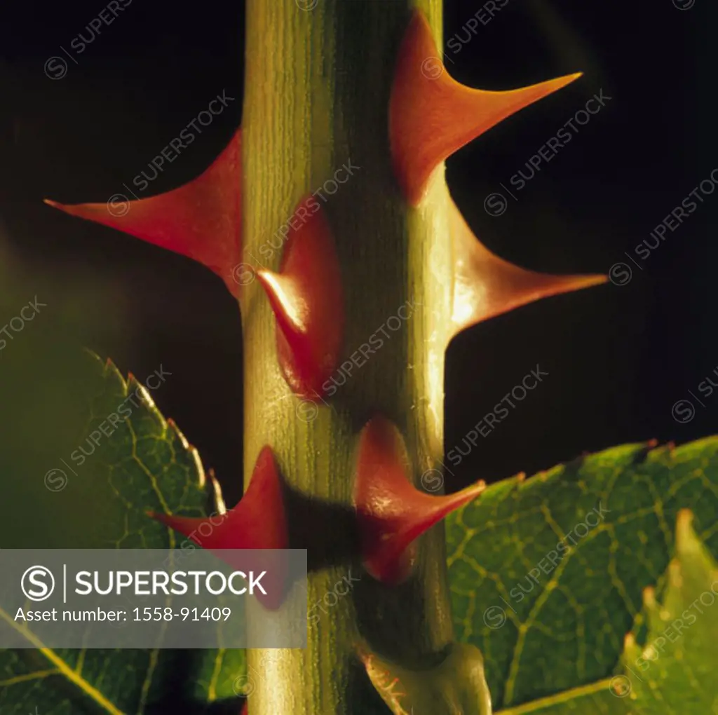 Rose, stalk, abandoned, thorns, close-up,    Plant, flower, rose plant, rose abandoned, stem, plant stalk, spiky, thorns, dornenbesetzt, rose thorns, ...