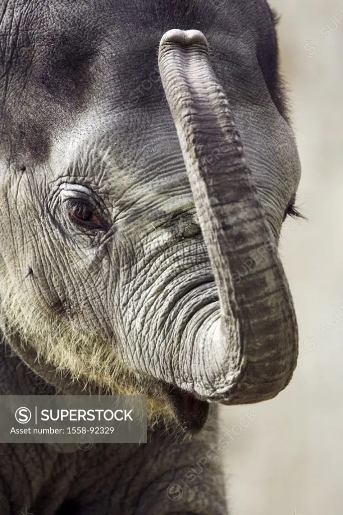 Asian elephant, Elephas Maxi mash, Young, portrait, truncated,   Series, zoo, animal, mammal, pachyderms, proboscidean, wild animal, country mammal, y...