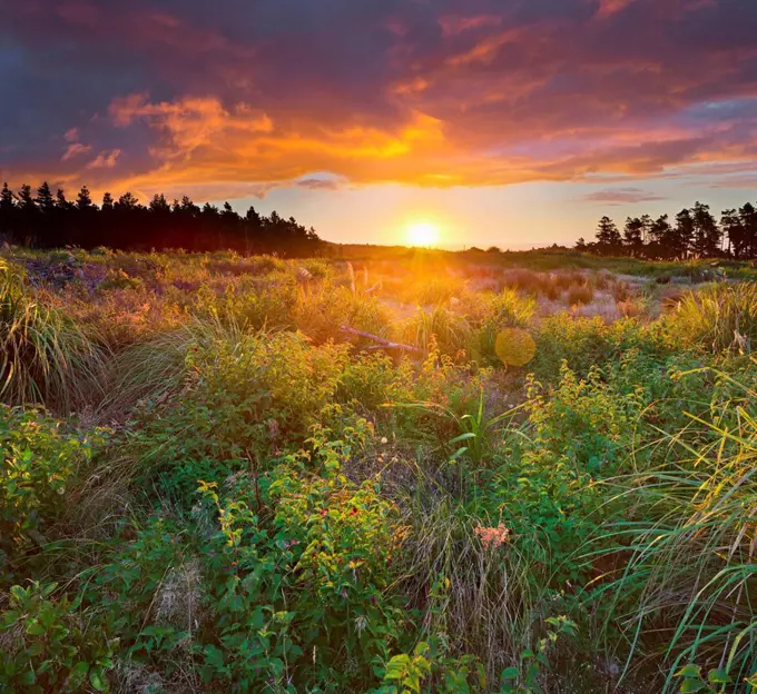 Sundown, meadow, Manawatu-Wanganui, north Island, New Zealand