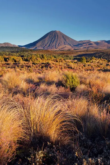 Vegetation, Mount Ngauruhoe, Tongariro National Park, Manawatu-Manganui, north Island, New Zealand