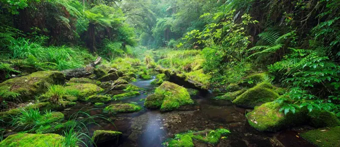 Rain forest, Omanawa Gorge, Bay of Plenty, north Island, New Zealand