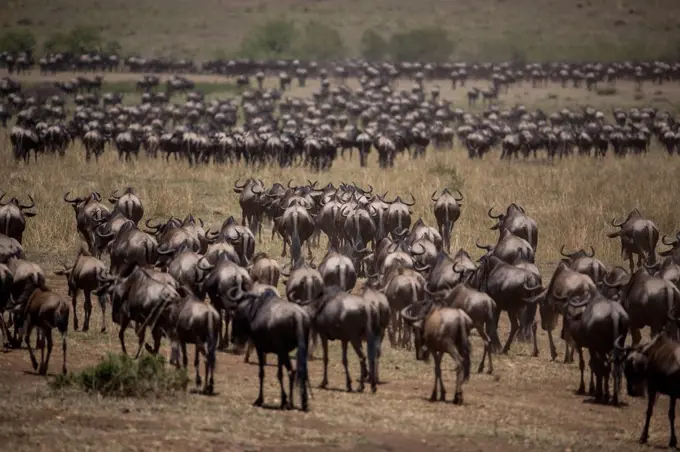 Kenya, Serengeti, Maasai Mara National Reserve, Maasai Mara, migration of gnus