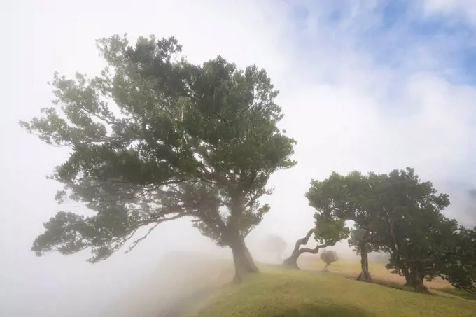 Portugal, Madeira, laurel, wood, stinkwood, fog, atmosphere, highland, scenery, light,