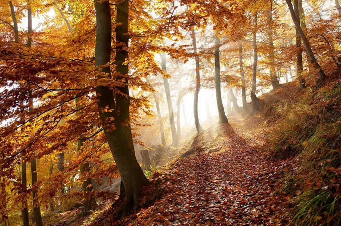 Trail in autumn forest,