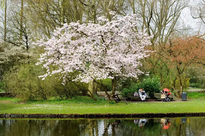 Spring in the Beatrixpark, Amsterdam Zuid, Amsterdam the south, Amsterdam, Holland, Netherlands