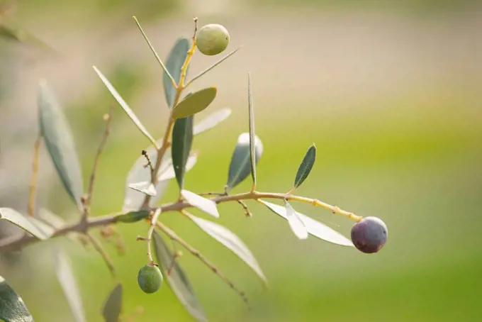 Olives in olive fork, Greece