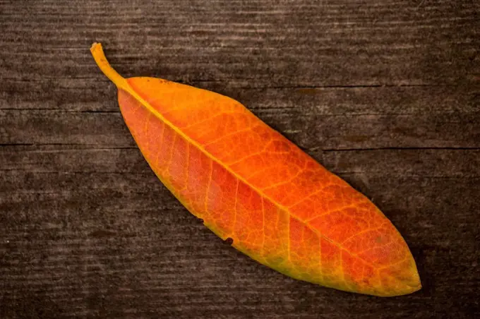 Orange autumn leaf