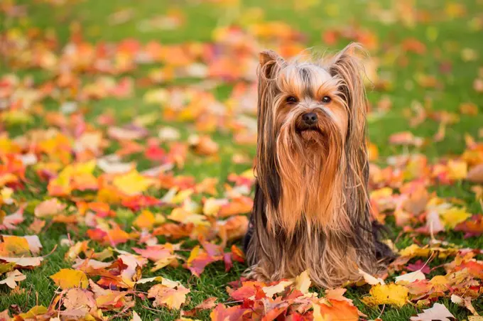 Fall color leaves and little dog