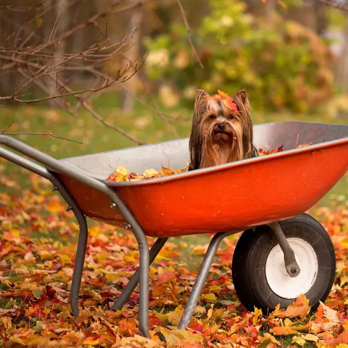 Small dog sitting in a red wheelbarrow with autumn leaves