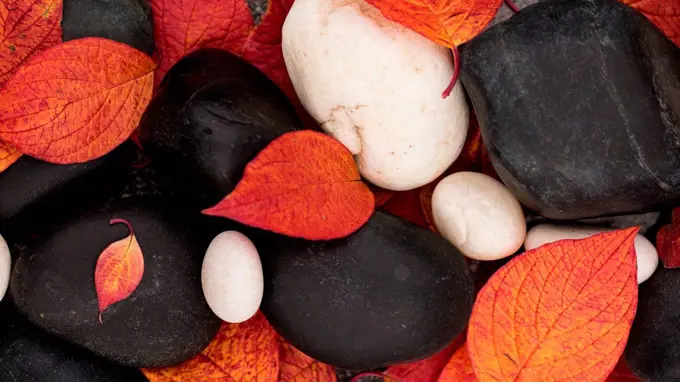 Red leaves on the black and white stones