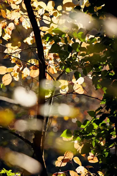 Autumn leaves in back light, yellow, brown and green colored, blurred