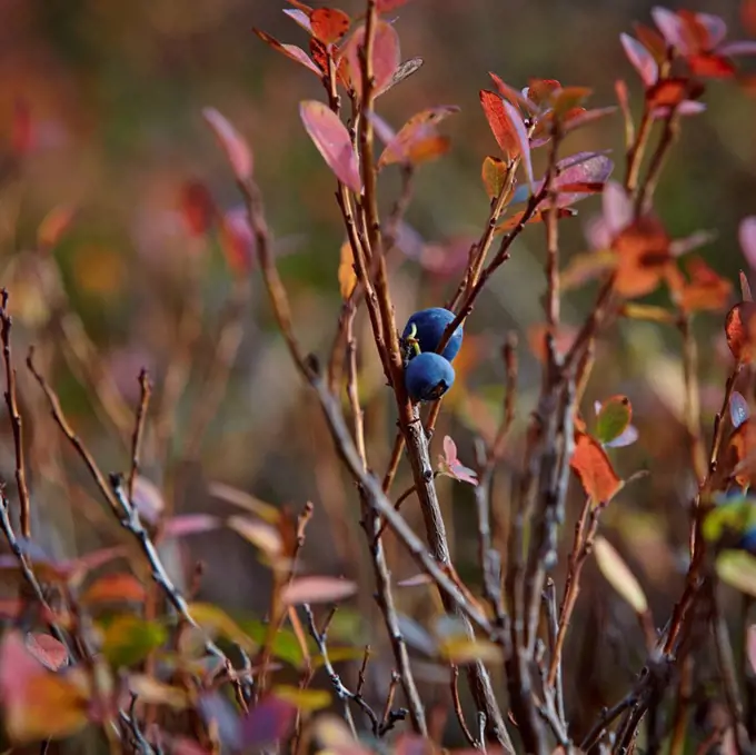 Bush of a blueberry, red colored with leaves and two blueberries in the fall