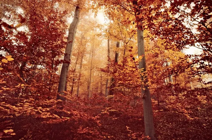 brown autumn leaves in beech forest with sun