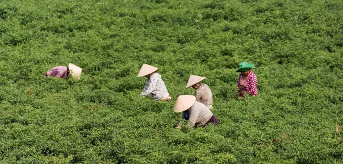 Vietnam, Living in the Mekong Delta, field, harvest, women,